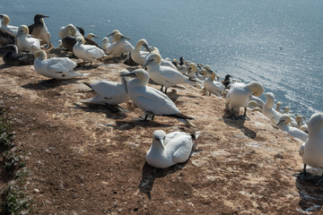 Obraz premium Basstölpel auf der Insel Helgoland