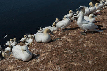 Basstölpel auf der Insel Helgoland