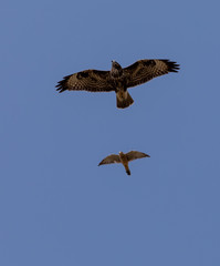 Buzzard being harassed by a smaller Kestrel