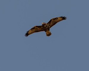 Fototapeta premium Common Buzzard