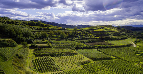 Weinberge Reben mit Drohne 