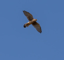 Common Buzzard