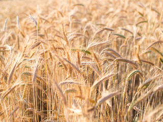 Golden ears of wheat in summer on the field.