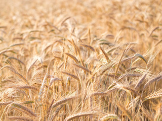 Golden ears of wheat in summer on the field.