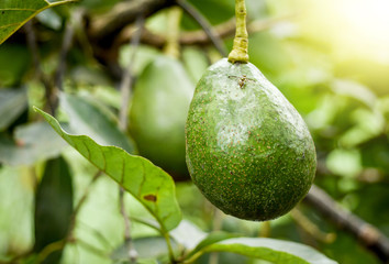 Avocado fruits on the tree almost good for harvesting. Fresh organic avocados in farm, soft light...