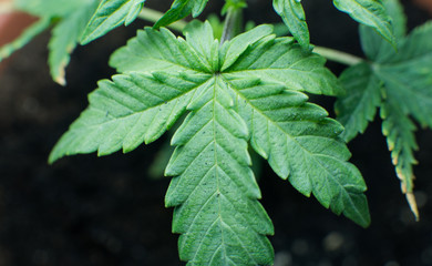 cannabis sprout in macro view. Amateur marijuana cultivation for personal use and therapy THC CBD...