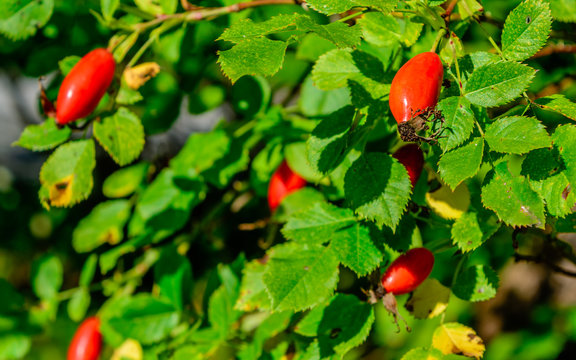 Gesundes Wildobst, Rosa Canina, Hagebutte