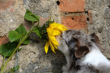That smell. Cute Shepherd dog smelling inta a sun flower.
