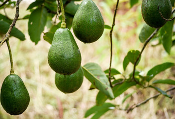 Avocado fruits on the tree almost good for harvesting. Fresh organic avocados in farm.