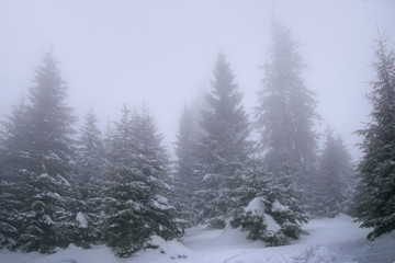 Snowy forest in a fog. Karpaty mountains in winter.