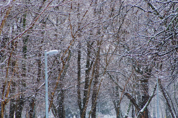 snow-covered branches of trees and a lamppost in the city park