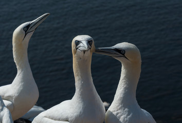 Basstölpel auf der Insel Helgoland