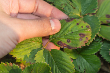 diseases of the leaves of strawberries