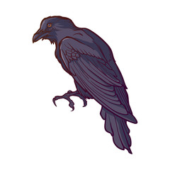 Black Raven sitting. Accurate line drawing painted and shaded. isolated on white background. Halloween design element. EPS10 vector illustration