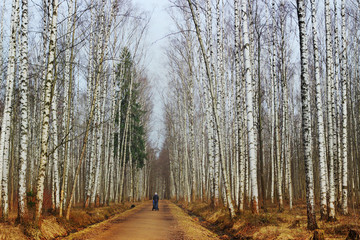 Birch grove in the early spring