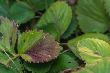 diseases of the leaves of strawberries