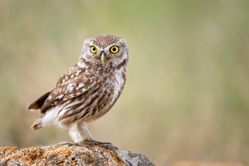 Little owl (Athene noctua) sitting on a stone and looks forward