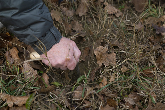 Truffle Hunter 