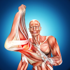 3d illustration of  a male anatomy . Ankle injury