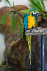 The court parrot ,colorful parrot ,beautiful parrots,sun conure