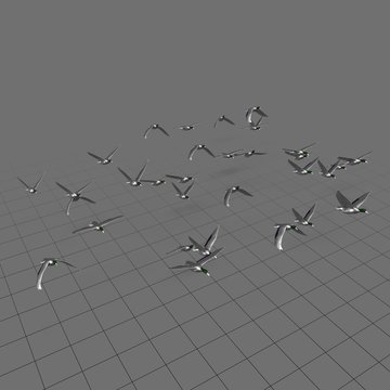 Flock of ducks in flight 4