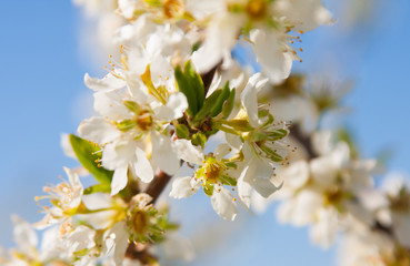 white flowers of apple tree in spring