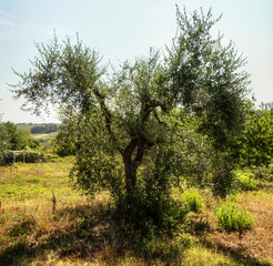 Tuscan olive tree in evening light