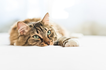 Grey cat lying on bed