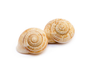  Exotic sea snail isolated on white background