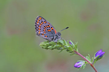 Fototapeta na wymiar Çiçek üzerinde akdeniz gelinciği ; Tomares nesimachus butterfly 