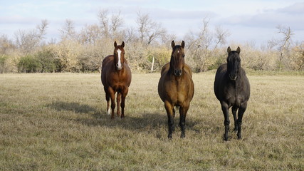 Three horses 