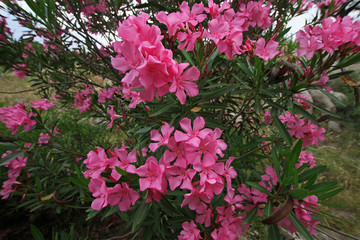 Pembe rekli zakkum çiçeği ; Nerium oleander