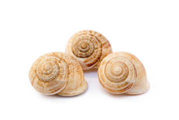  Exotic sea snail isolated on white background