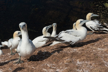 Basstölpel auf der Insel Helgoland