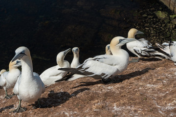 Basstölpel auf der Insel Helgoland