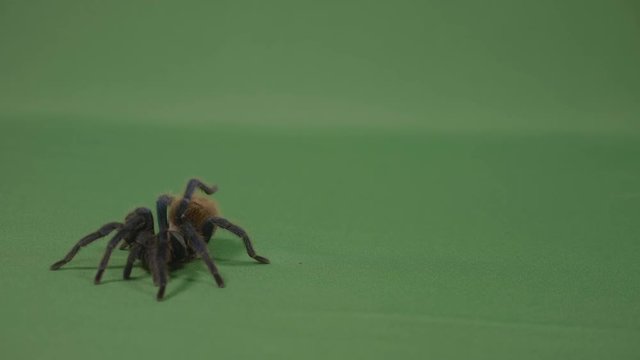 Closeup of creepy brown tarantula spider crawling across green screen surface