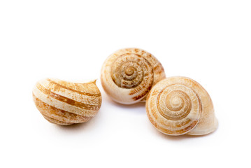  Exotic sea snail isolated on white background