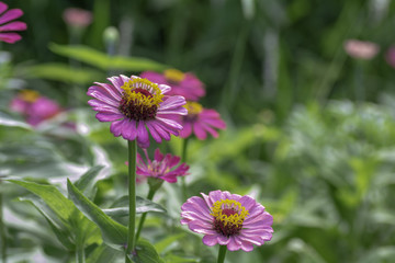 Obraz premium Zinnia pink bloom On blurred background