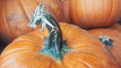 Pumpkin Stem