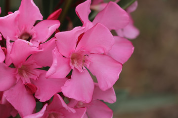 Pembe rekli zakkum çiçeği ; Nerium oleander