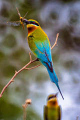 wildlife of bee eater bird