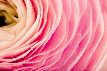 Pink Ranunculus Flower with Water Drops on Petals