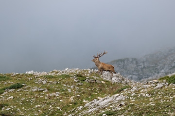 Red Deer