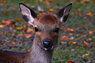 deer on the watchout