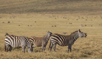 Fototapeta na wymiar Zebras grazing in the savanna