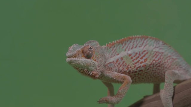 Closeup of gorgeous orange reptile chameleon sitting on bamboo branch chroma key background