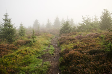 Path Through Misty Trees
