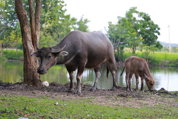 Naklejka na ściany i meble Bufflo at northern of Thailand walking at the field of grass. Buffaloes have been used since centuries by peasants in order to plough their rice fields.