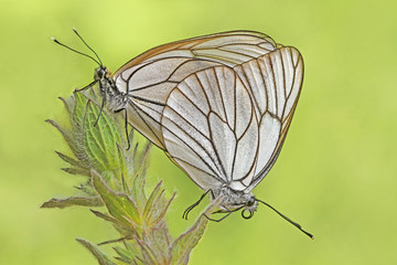 Alıç kelebeği çifti    Aporia crataegi butterfly © mylasa