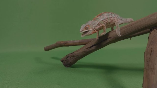 Chameleon lizard standing on a branch shooting out his extended tongue catching a worm to eat 
